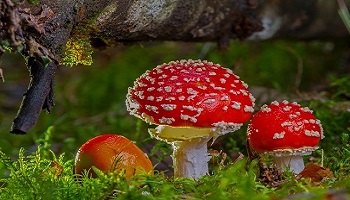 herfst