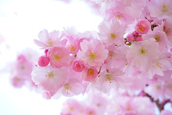 lente